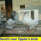 New Tipplers