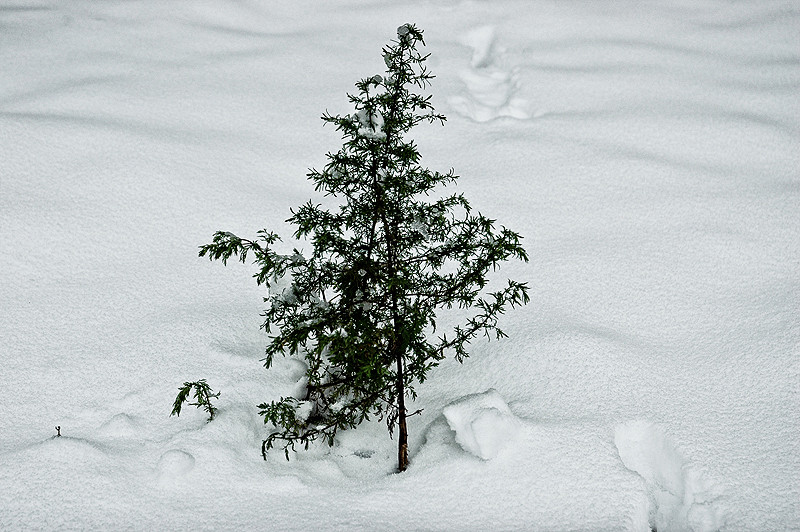 New-Year&#8217;s tree