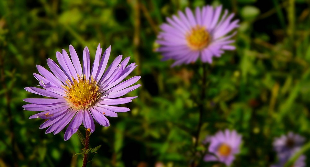 New York Aster