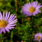 New York Aster