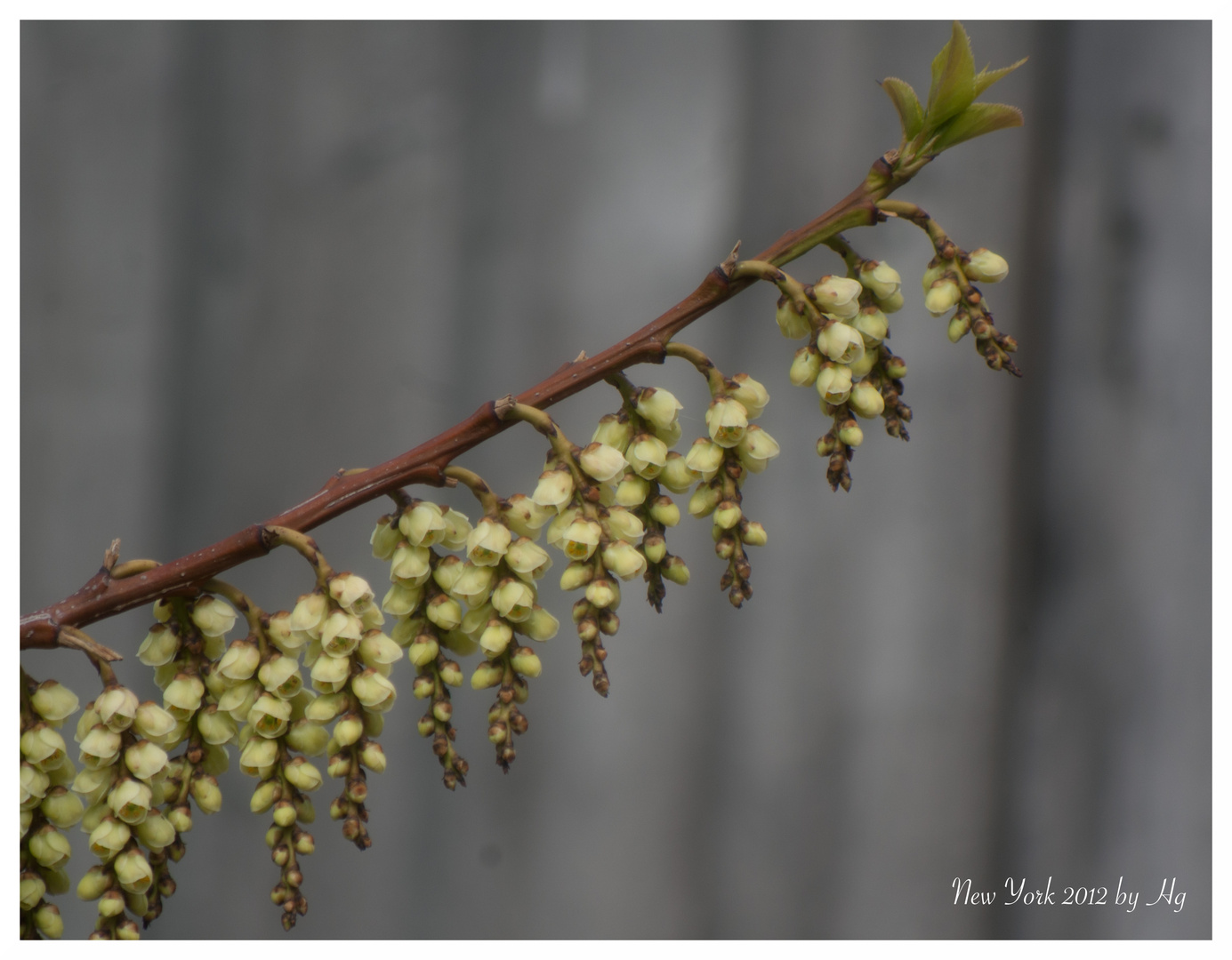 New York - Brooklyn Botanic Garden 1