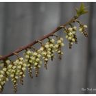 New York - Brooklyn Botanic Garden 1