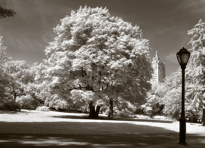 New York Central park tree