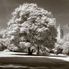 New York Central park tree