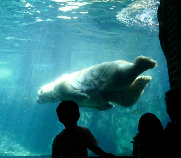 NEW YORK -CENTRAL PARK ZOO-