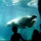 NEW YORK -CENTRAL PARK ZOO-