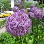New York-City, 24.05.2011