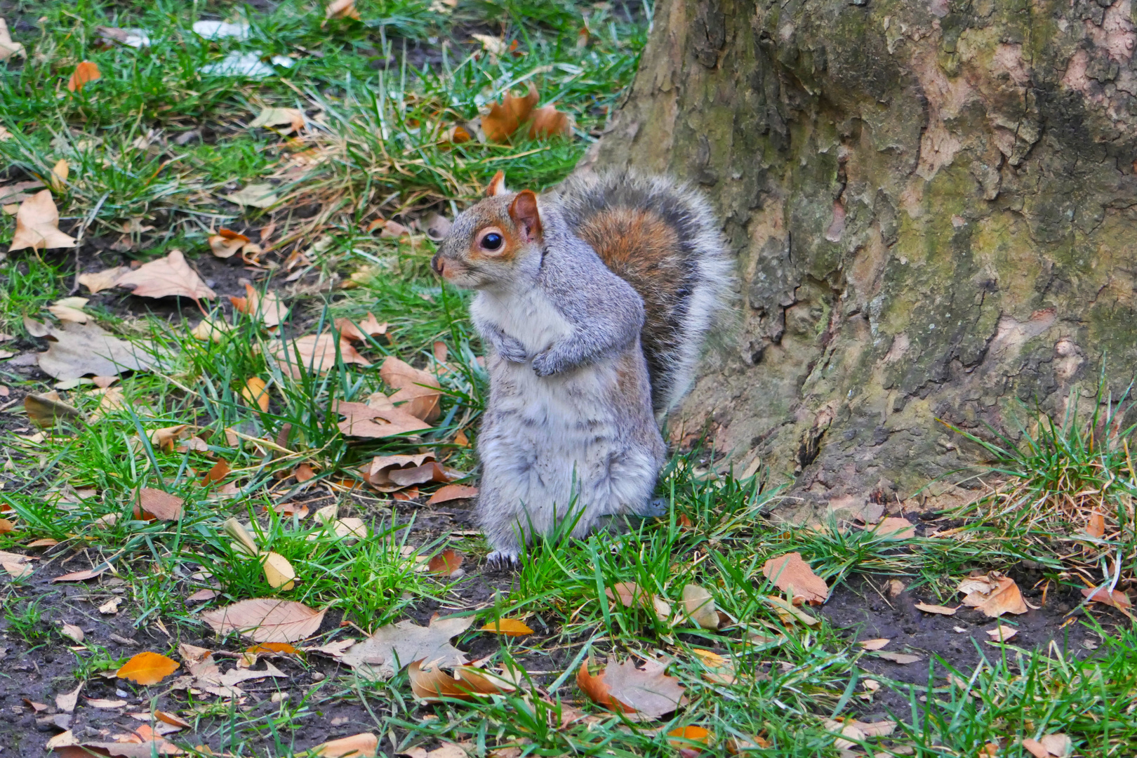 New York City Tiere