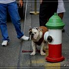 New York: Hund und Hydrant in Little Italy