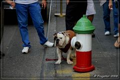 New York: Hund und Hydrant in Little Italy