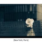 [New York / Paris]