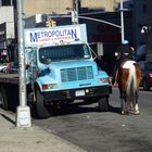 New York, Polizeistreife zu Pferd