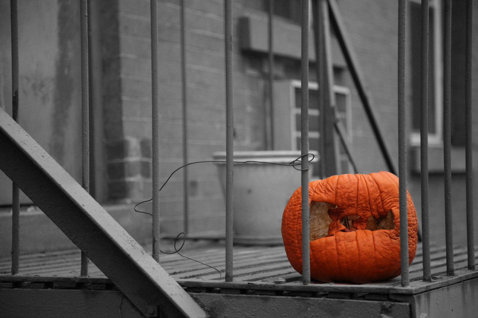 New York Pumpkin