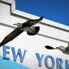 New York Seagulls