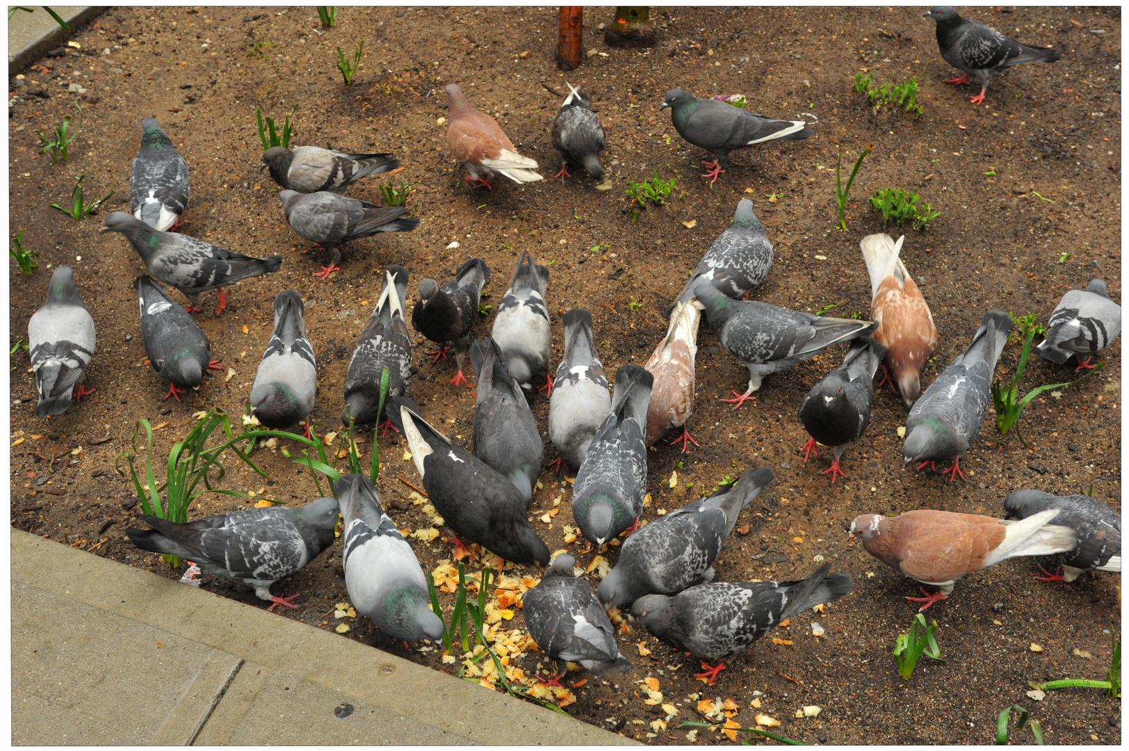 New York, Tauben (palomas, esperando su comida)