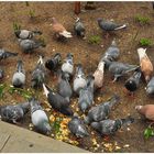 New York, Tauben (palomas, esperando su comida)