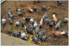 New York, Tauben (palomas, esperando su comida)