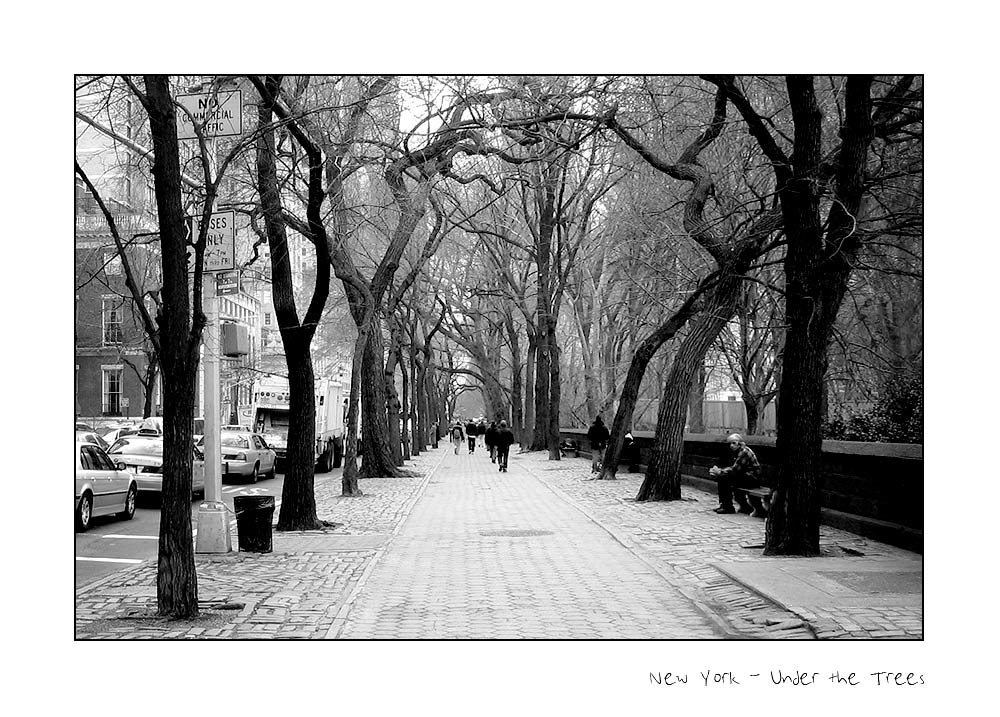 New York - Under The Trees