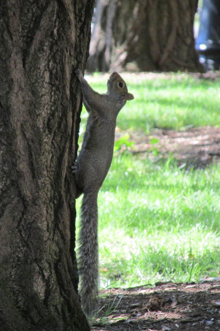 New Yorker Grauhörnchen