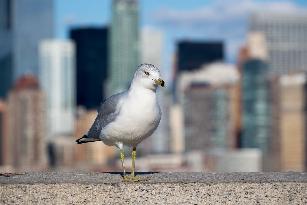 New Yorker Möwe