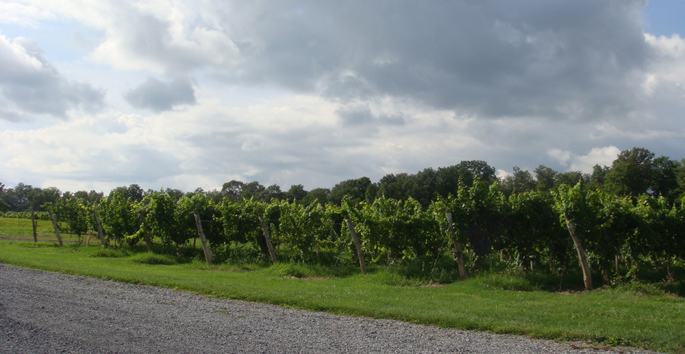 New York's Finger Lakes vinery