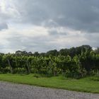 New York's Finger Lakes vinery