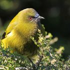 New Zealand Bellbird