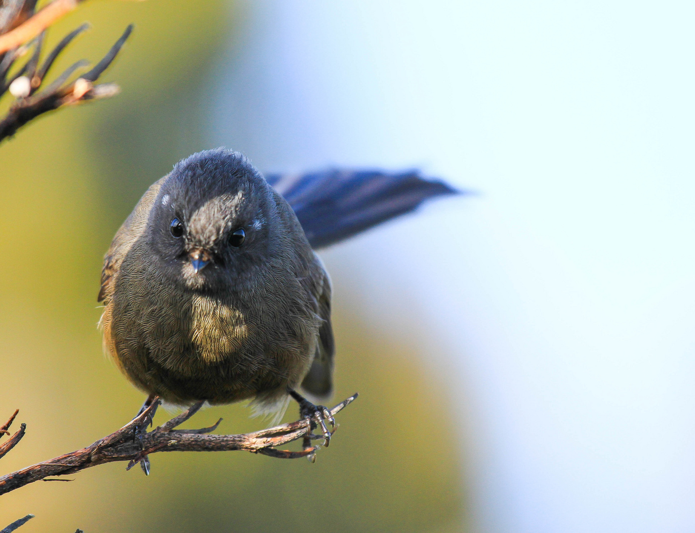 New Zealand Black Fantail