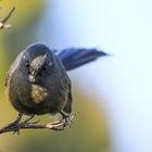 New Zealand Black Fantail