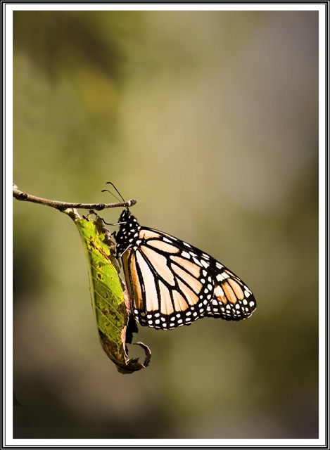 New Zealand butterfly