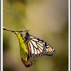 New Zealand butterfly