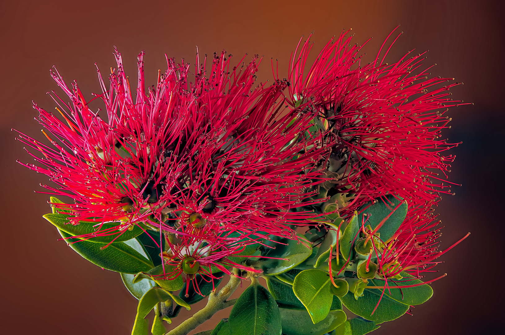 New Zealand Christmas Tree