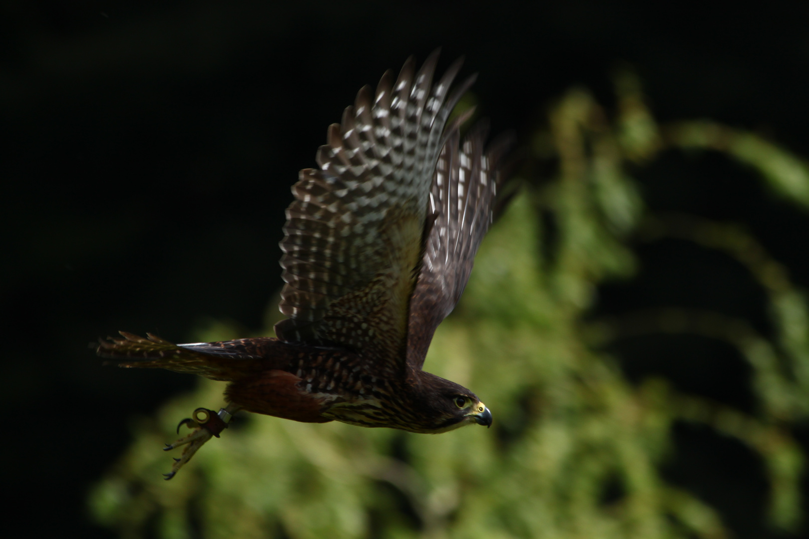 New Zealand Falcon