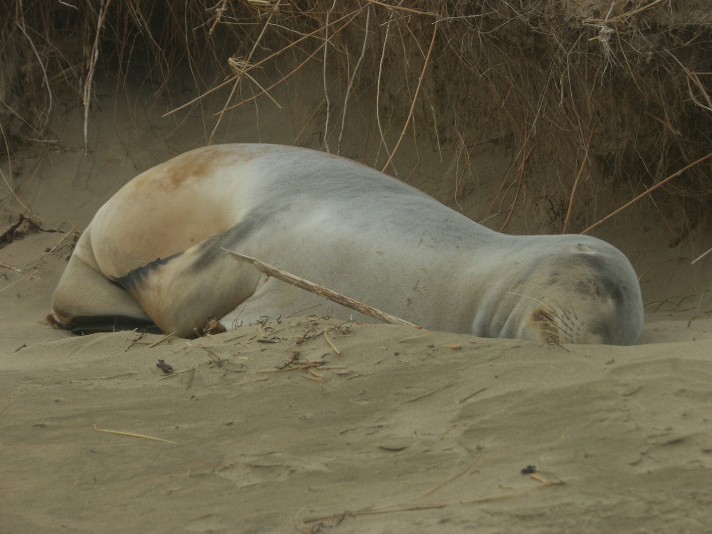 New Zealand Fast Attack Sealion