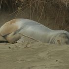 New Zealand Fast Attack Sealion