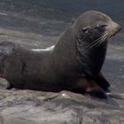 New zealand fur seal