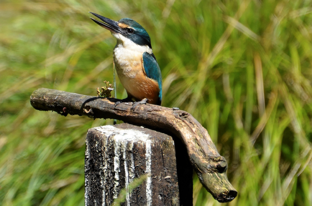 New Zealand Kingfisher