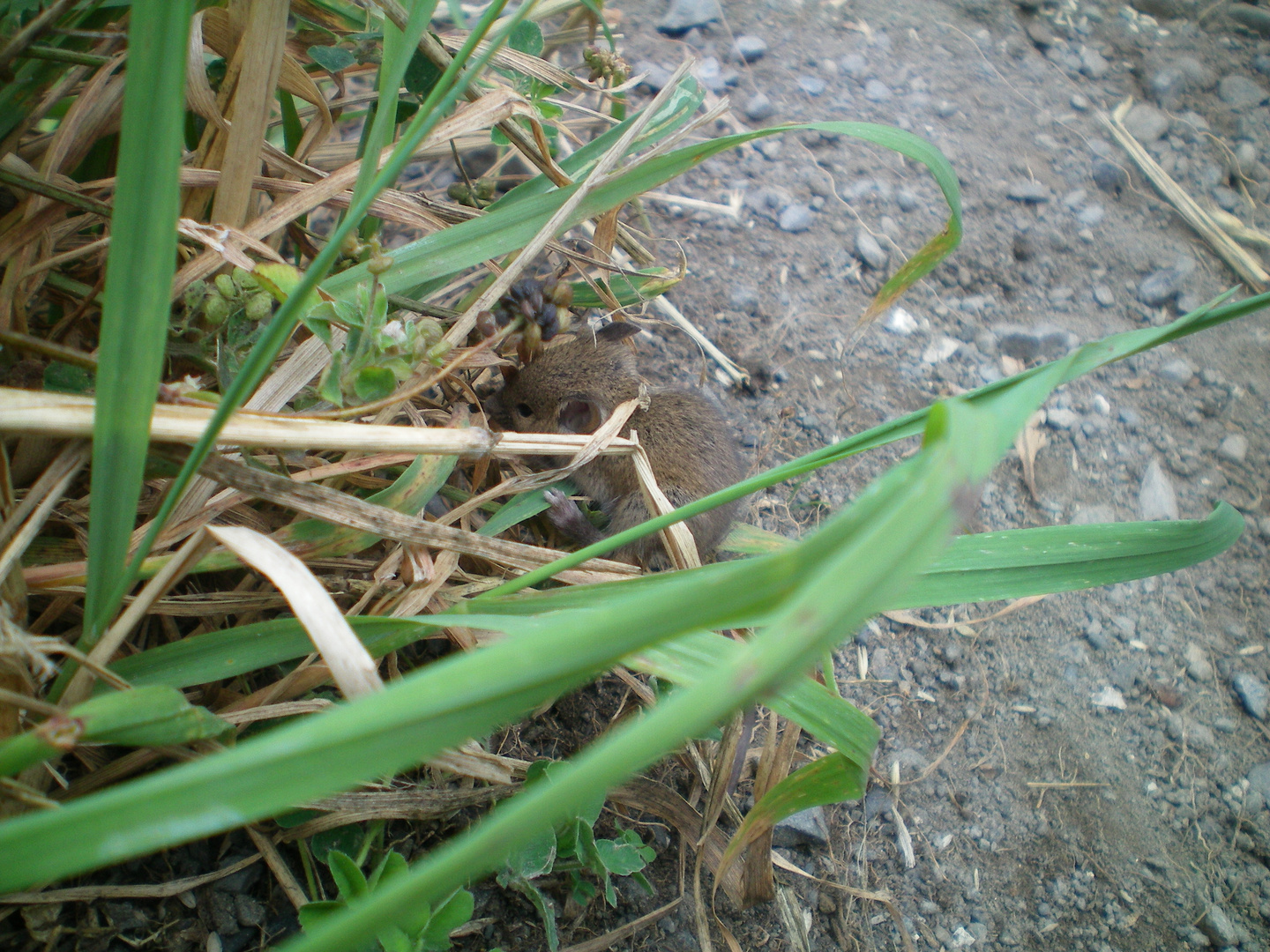 New Zealand Mouse