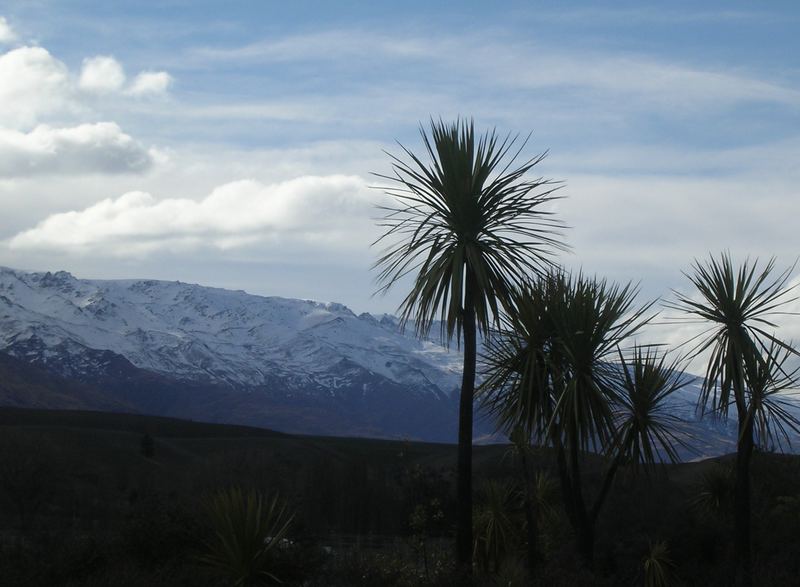 new zealand palmtrees