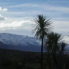 new zealand palmtrees