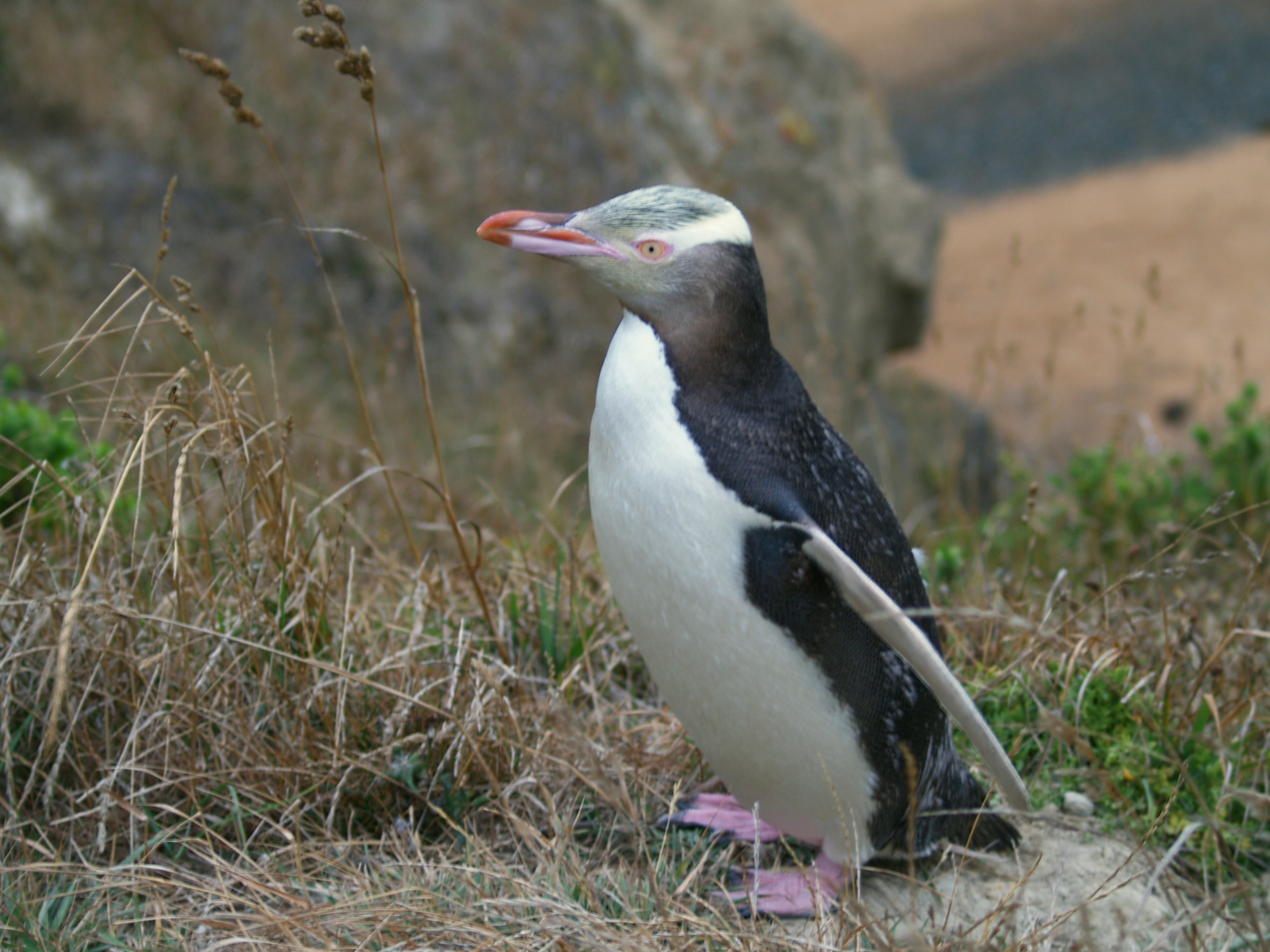 New Zealand Penguin