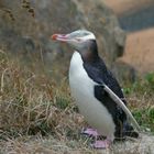 New Zealand Penguin