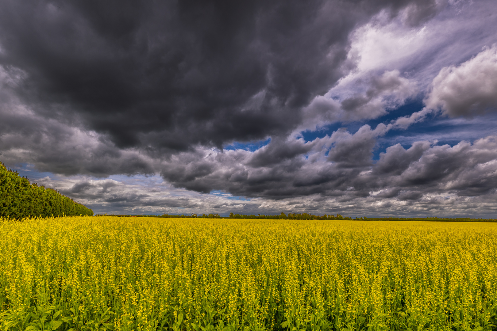 New Zealand Rape field