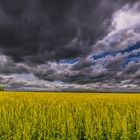 New Zealand Rape field