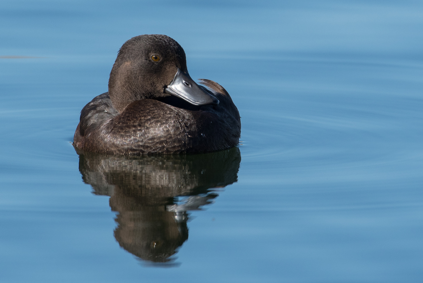 New Zealand Scaup