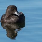 New Zealand Scaup