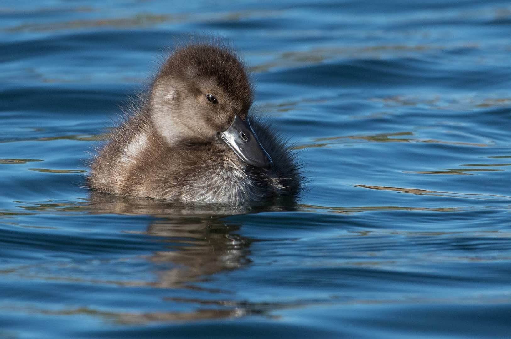 New Zealand Scaup Küken