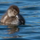 New Zealand Scaup Küken