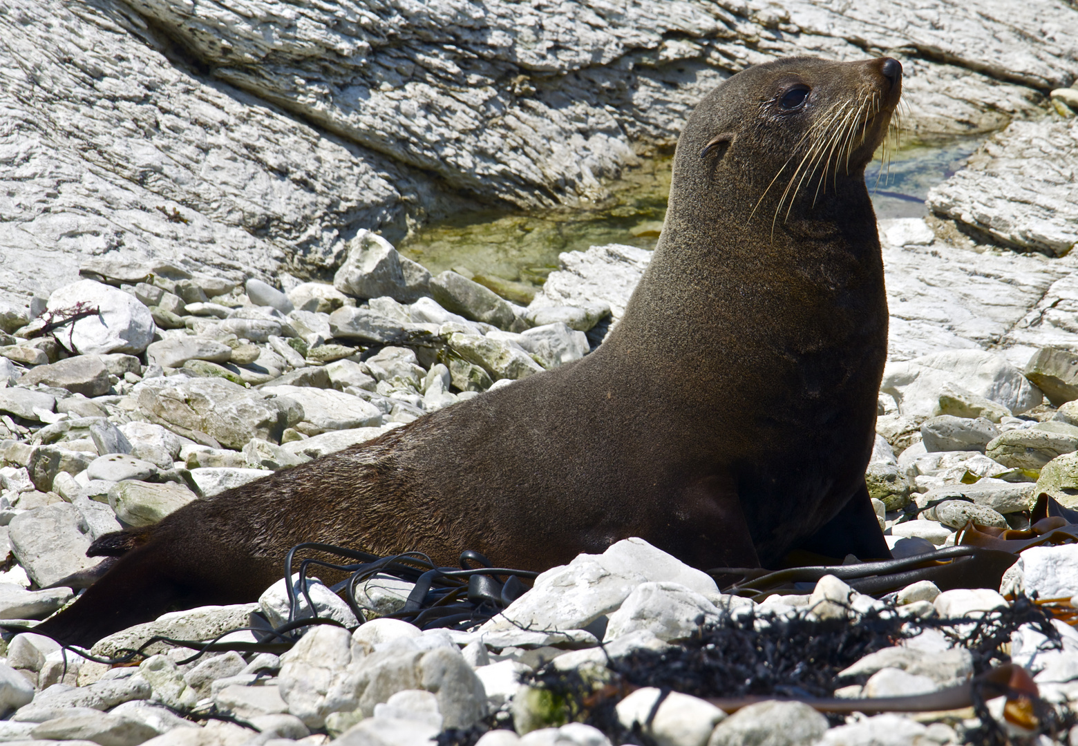 New Zealand - Seal in Kaikoura