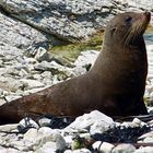 New Zealand - Seal in Kaikoura